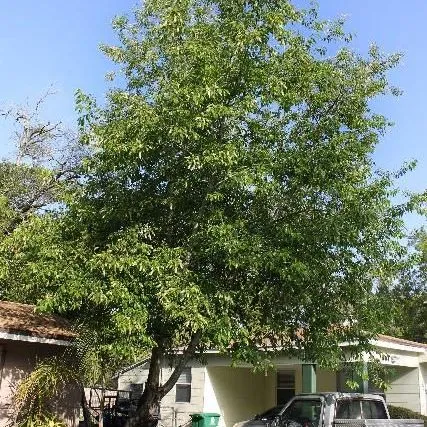 thumbnail for publication: Prunus serotina: Black Cherry